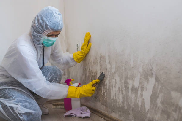 Reliable Hillsdale, MI Mold Removal Solutions