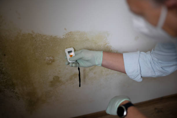 Best Local Mold Removal Service  in Hillsdale, MI
