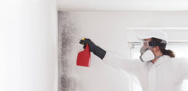 Best Same-Day Mold Removal  in Hillsdale, MI