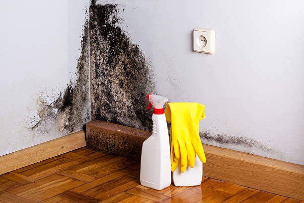 Best Office Mold Removal Services  in Hillsdale, MI
