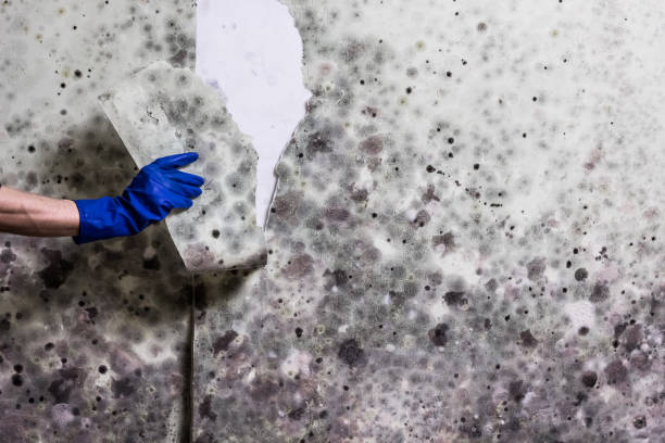Certified Mold Removal in Hillsdale, MI