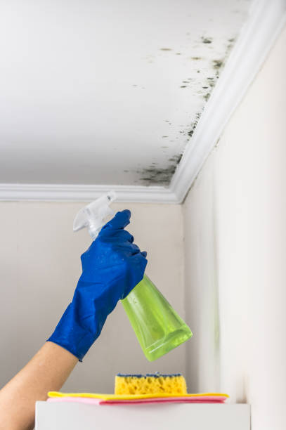 Best Mold Remediation Experts  in Hillsdale, MI